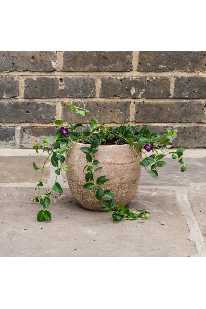 Барвінок малий Атропурпуреа в кашпо